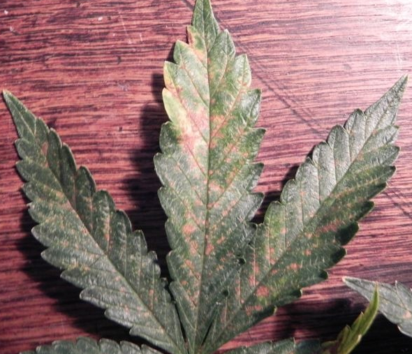 niedobór wapnia na liściach marihuany