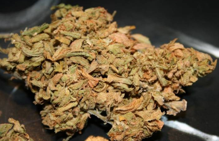 pąki marihuany po curingu