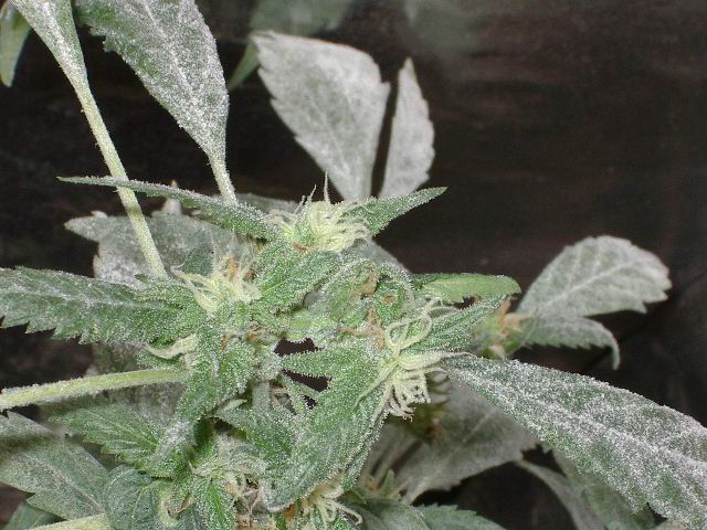 pleśń na liściach marihuany