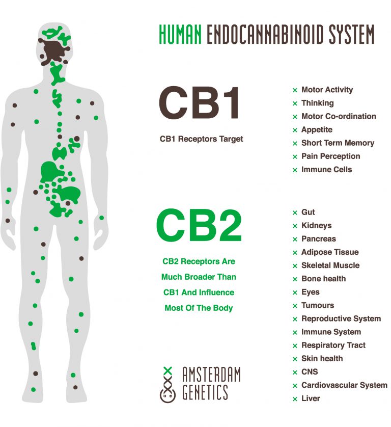 receptory CB1 i CB2