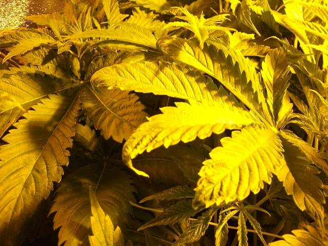 skręcające się końcówki liści marihuany, efekt pazura