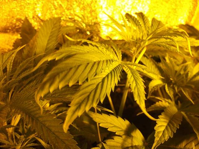 skręcone i ciemnozielone liście marihuany przy niedoborze miedzi