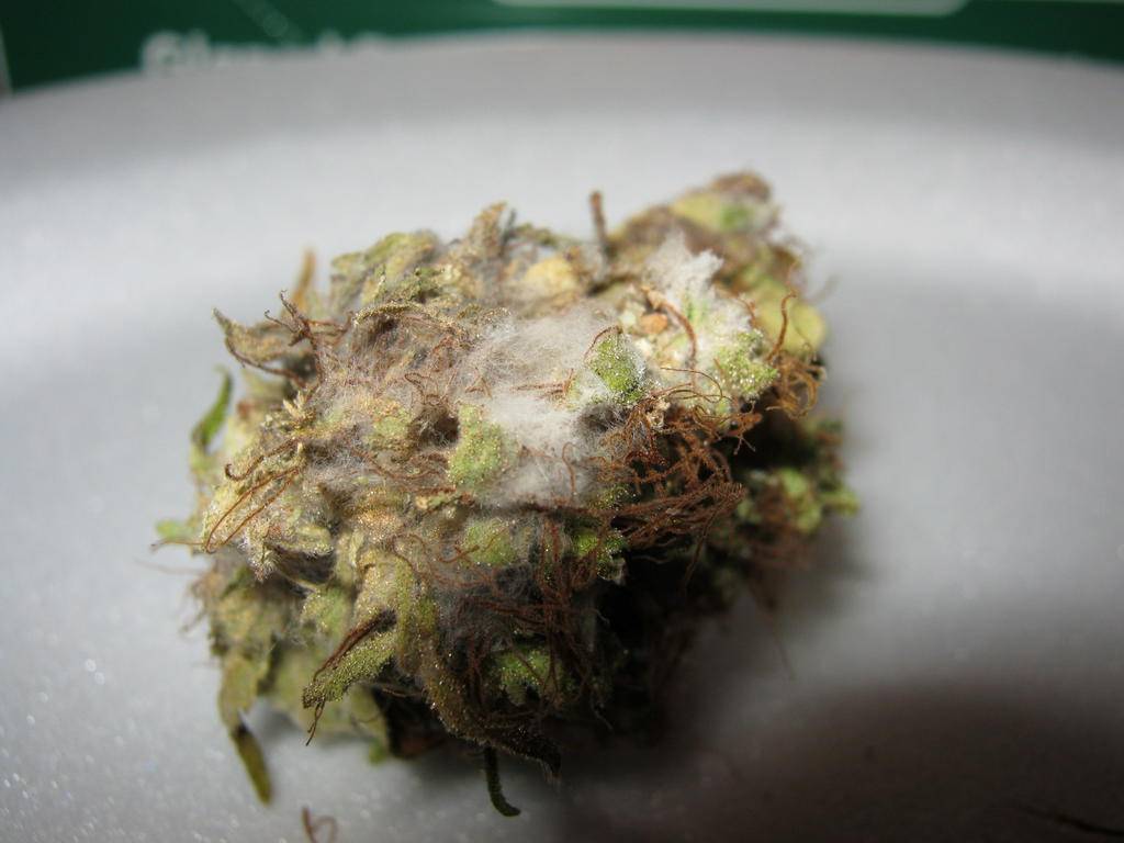 pleśń na pąku marihuany