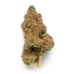 Star Berry Indica