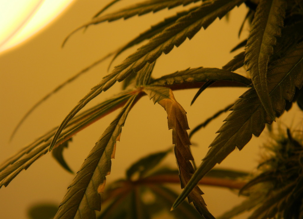 stres cieplny na roślinie marihuany
