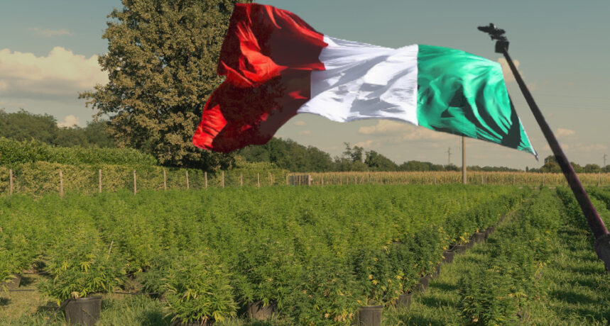 legalizacja marihuany we włoszech