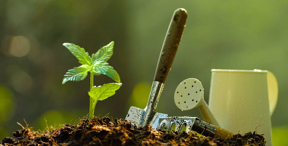 Gleba w uprawie marihuany outdoor
