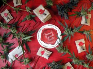 French Touch Seeds