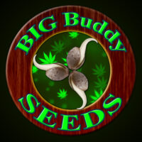 Big Buddy Seeds