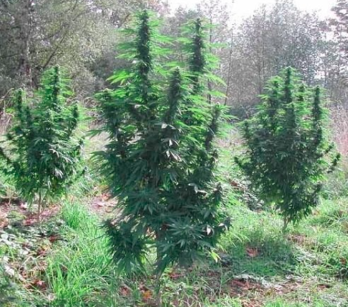 Marihuana-na-outdoor-krzewy