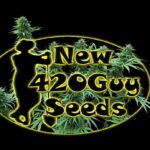 New420Guy Seeds