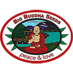 big-buddha-seeds