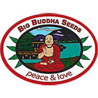 big-buddha-seeds