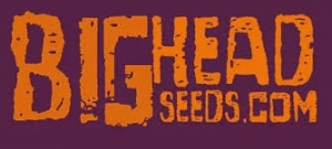 big-head-seeds
