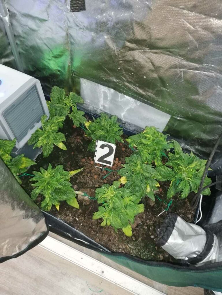 krzaki marihuany uprawiane przez 42 latka spod krakowa