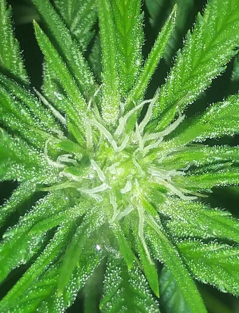 Grease Monkey charakterystyka szczepu marihuany