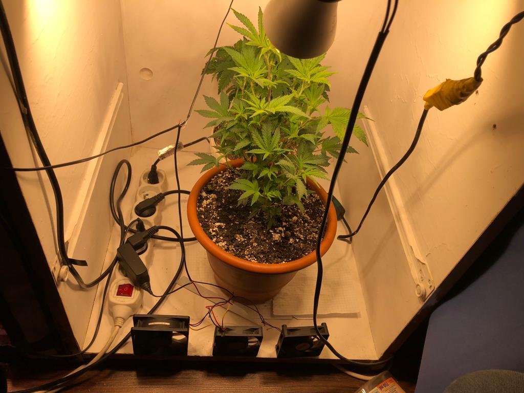growbox z rośliną marihuany