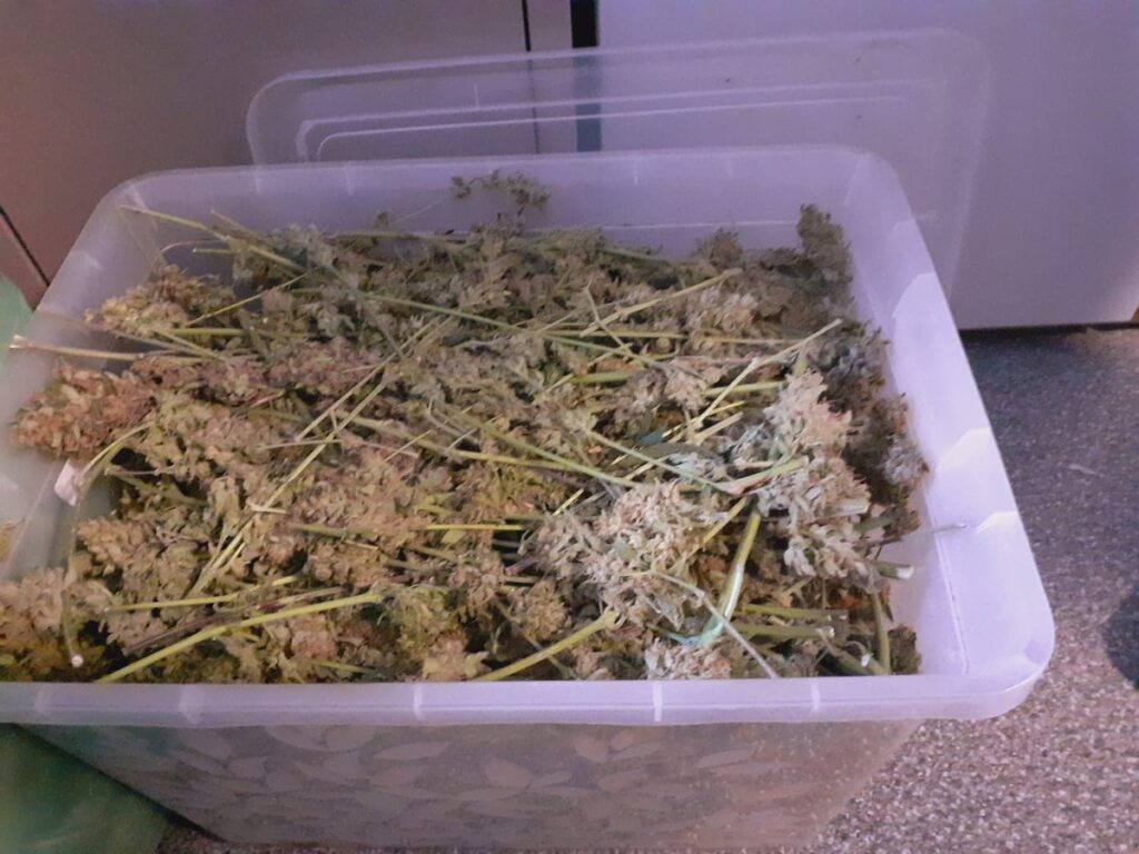 ścinki marihuany w plastikowym pudełku