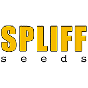 spliff-seeds