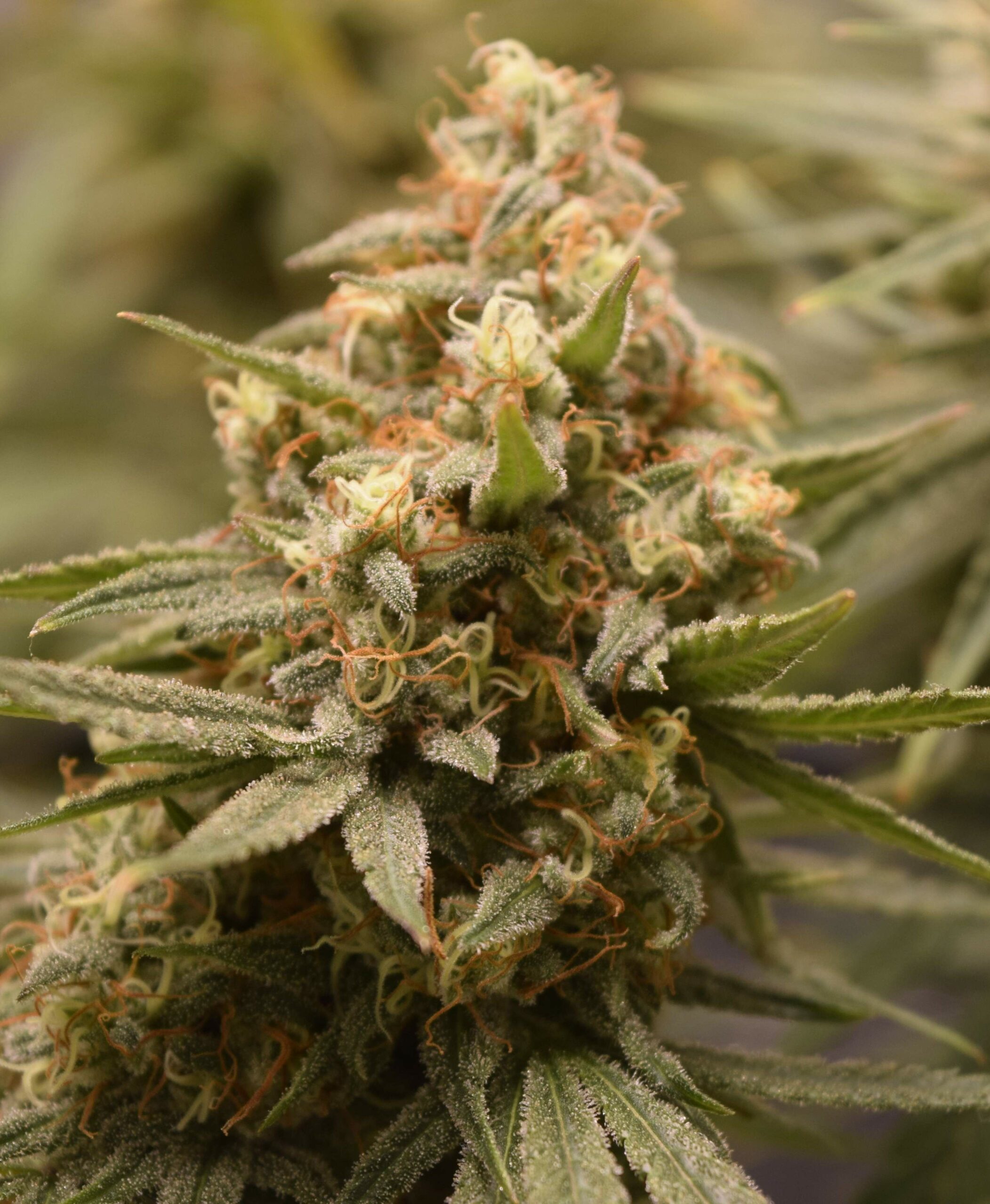 Canon - lemon Lemon Diesel - charakterystyka szczepu marihuany