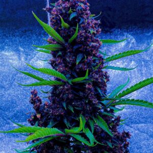 szczep marihuany Purple Buddha