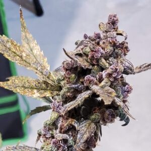 szczep marihuany Purple Pineapple Express