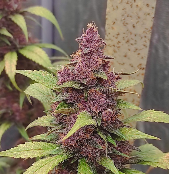 szczep marihuany cadillac purple