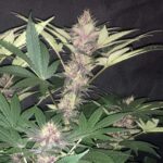 szczep marihuany purple bud