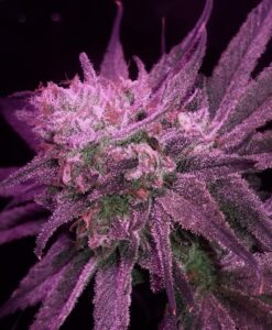 szczep marihuany purple dragon