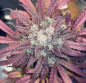szczep marihuany purple punchsicle