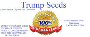 Trump Seeds