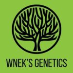 wnek's genetics