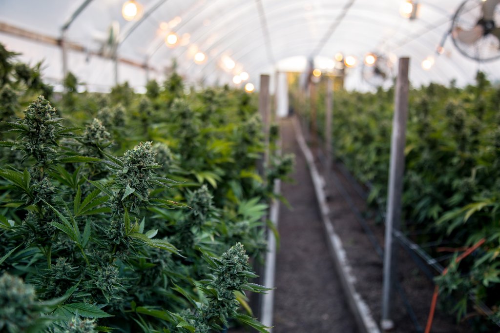 duża plantacja marihuany 