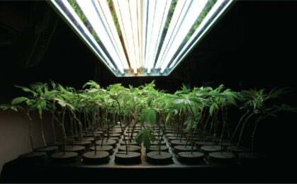 hydroponiczne rośliny konopi pod lampami