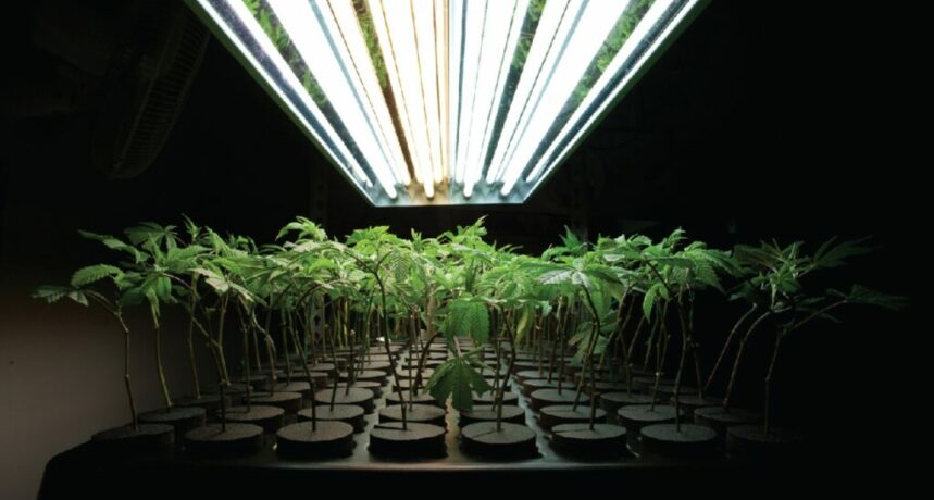 hydroponiczne rośliny konopi pod lampami
