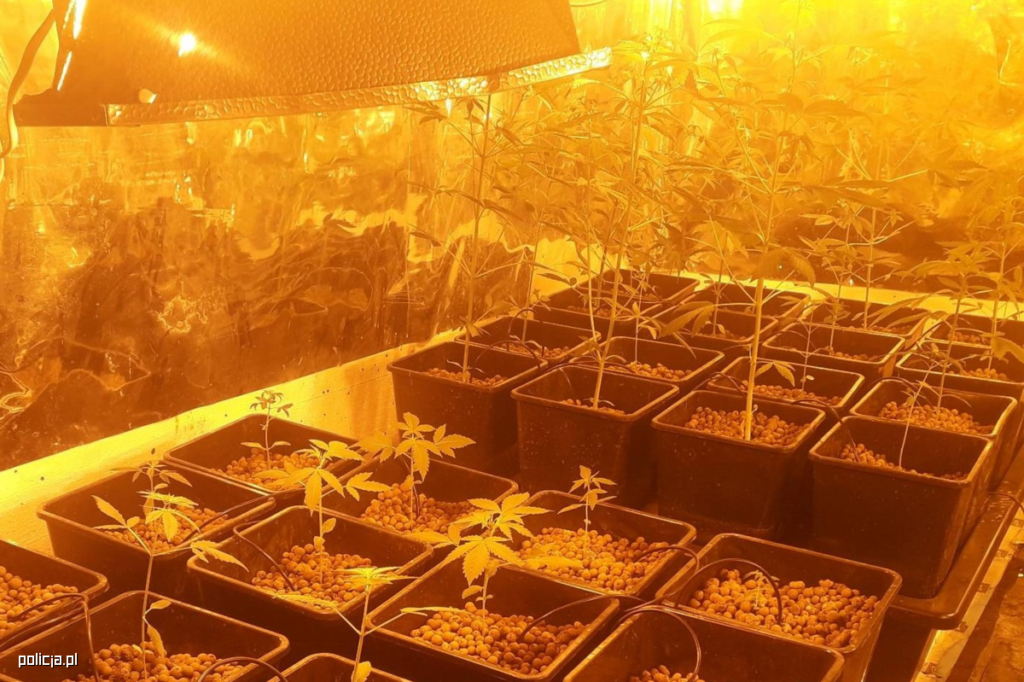 uprawa marihuany w donicach indoor