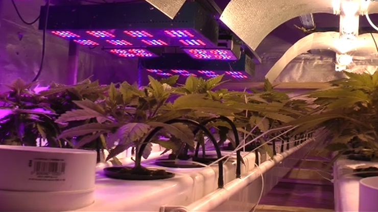 kilkanaście roślin w uprawie hydroponicznej marihuany