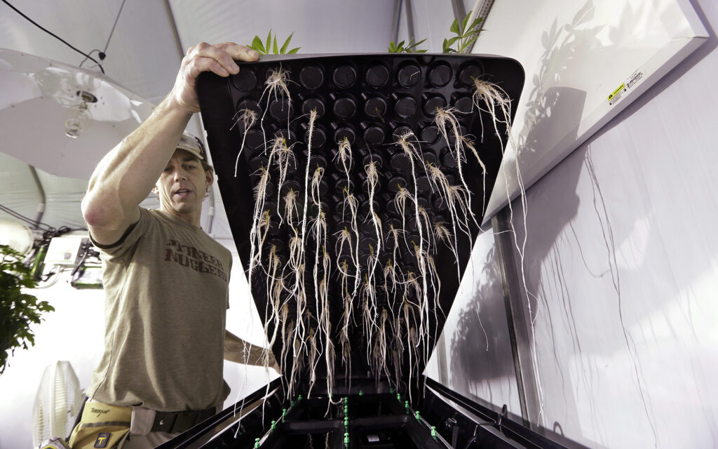 korzenie rośliny konopi indyjskiej uprawianej w hydroponice