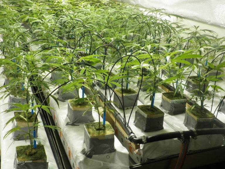 marihuana w uprawie hydroponicznej