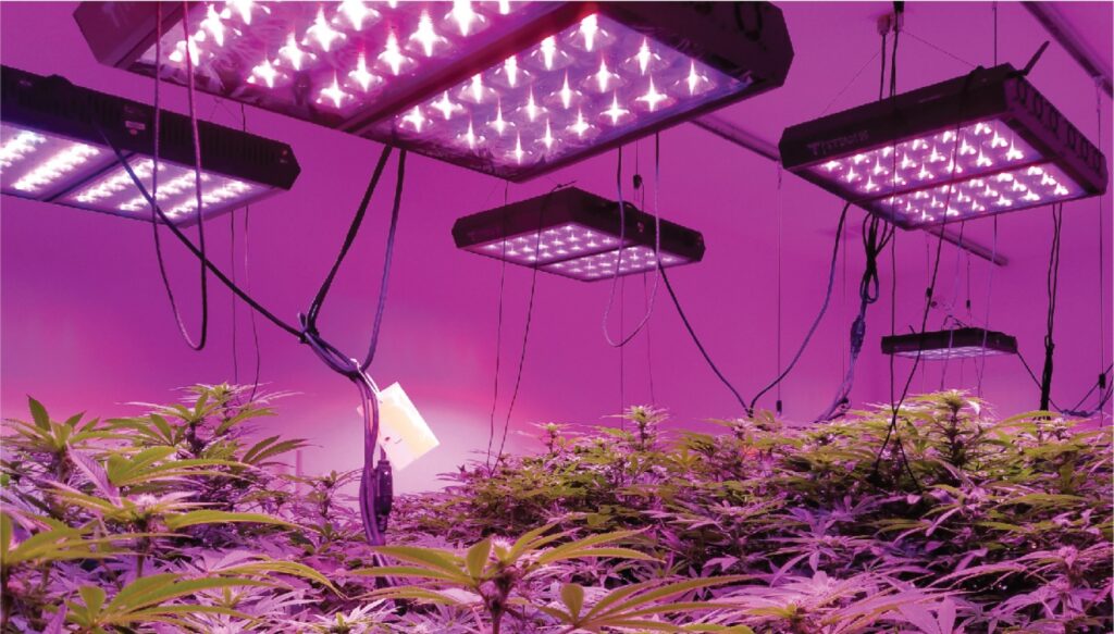 oświetlenie upraw hydroponicznych