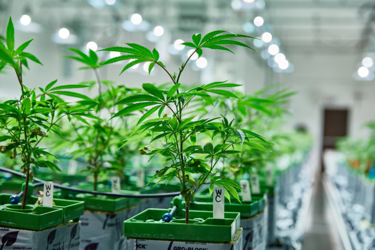 rośliny marihuany uprawiane w hydroponice