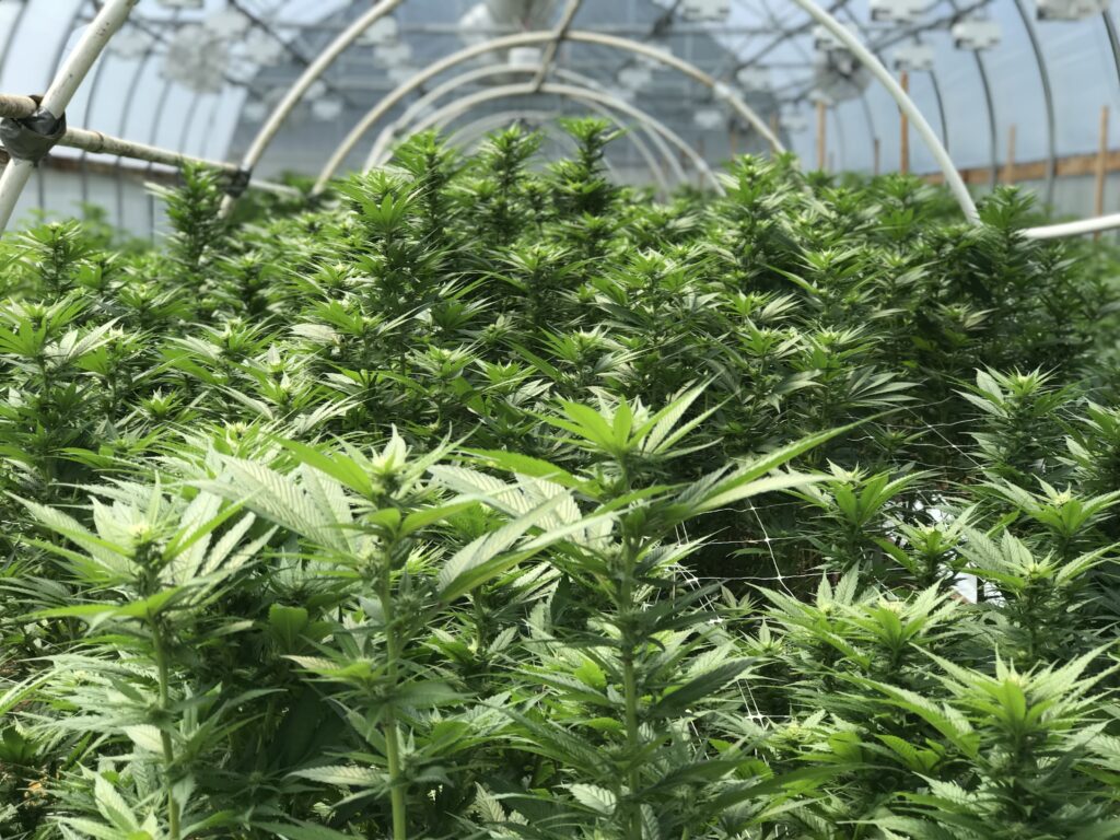 wiele roślin w uprawie marihuany