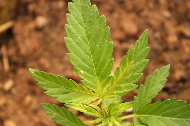 żółciejąca roślina marihuany