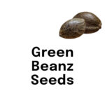 Green Beanz Seeds