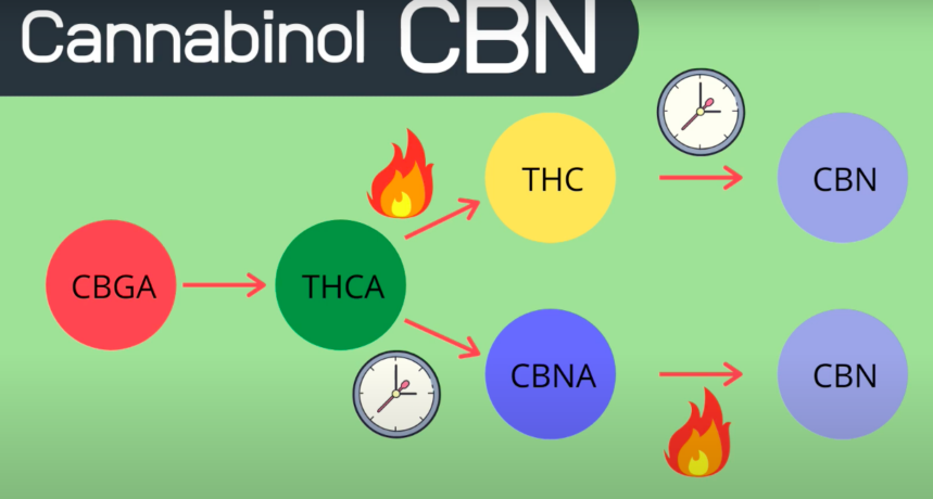 Kannabinol CBN - jak powstaje