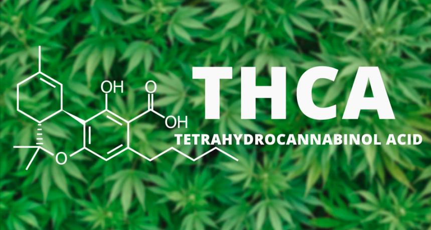 THCa (kwas tetrahydrokannabinolowy) - działanie