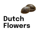 dutch flowers