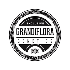 grandiflora genetics