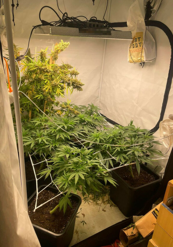 marihuana w growboxie 