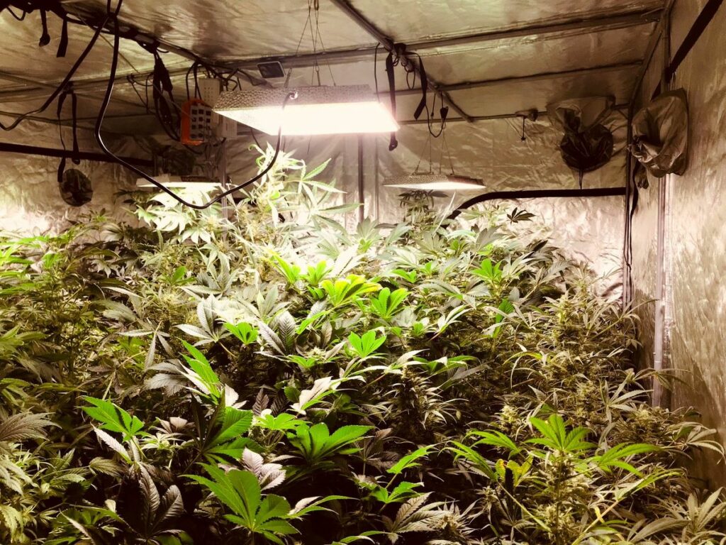plantacja marihuany w growboxie